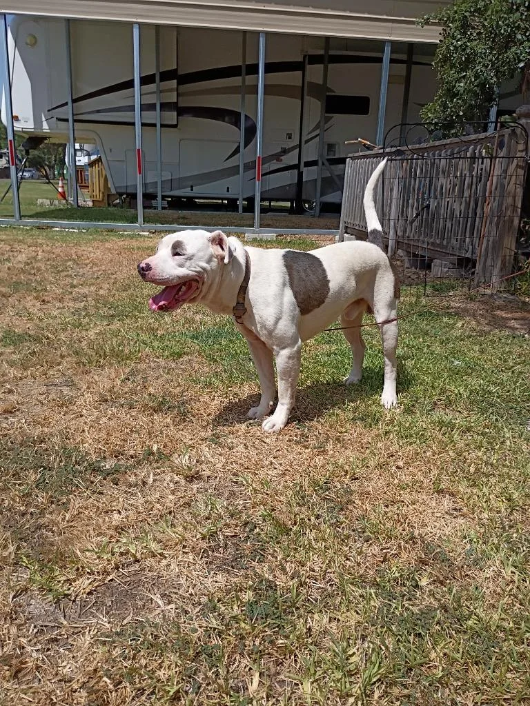 Floki