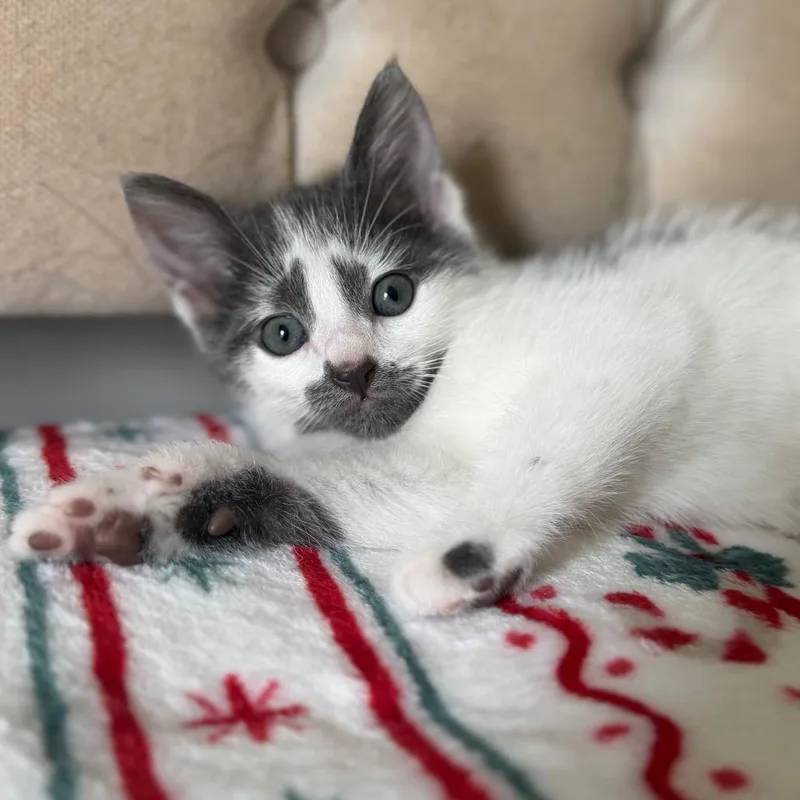 A baby small-sized female Gray / Blue / Silver Domestic Short Hair cat named Morrigan for adoption in Brownsboro, AL