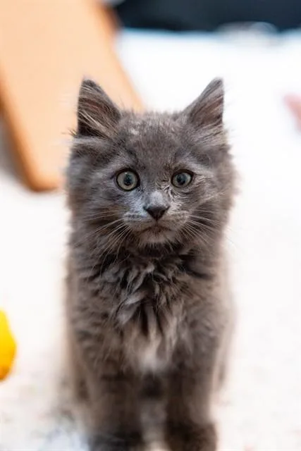 A baby small-sized male Domestic Medium Hair cat named Slate for adoption in Olivette, MO