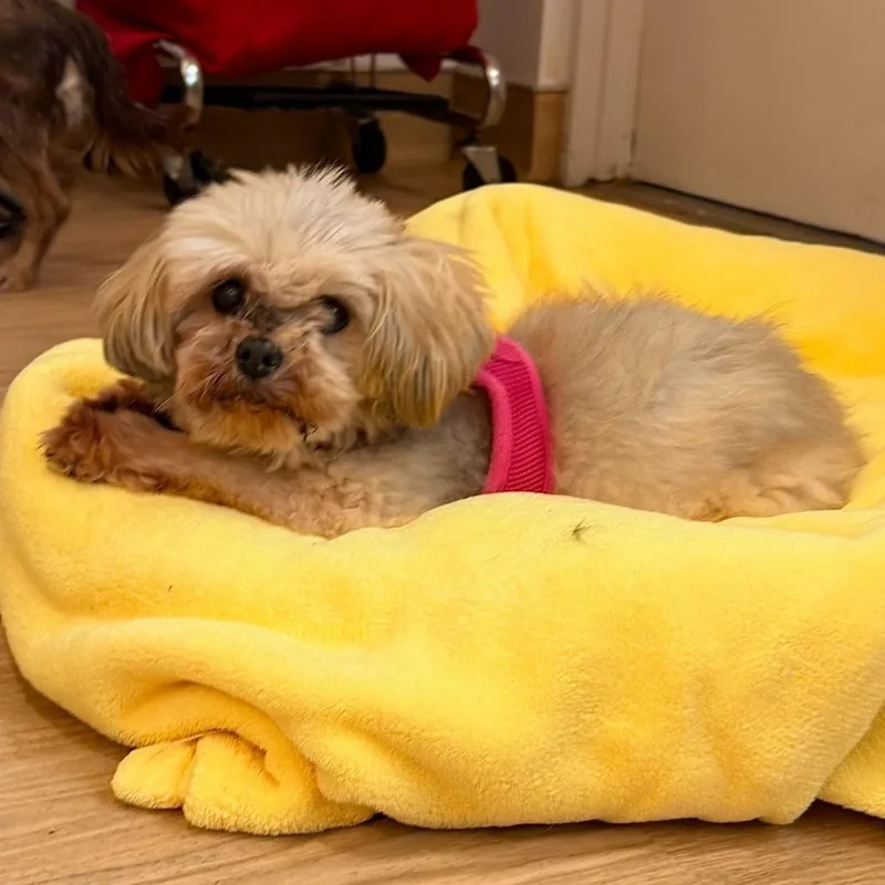 A senior small-sized female White / Cream Shih Tzu dog named Mika for adoption in San Francisco, CA