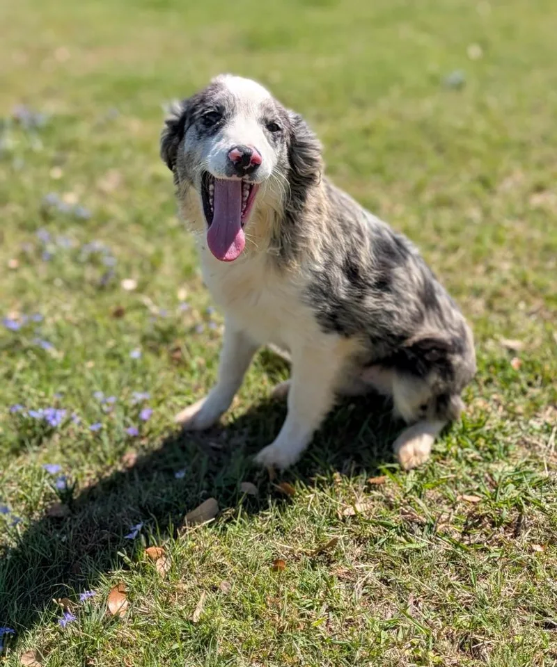 A baby medium-sized male Australian Shepherd dog named Duke for adoption in Arlington, TX