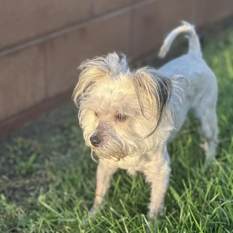 An adult small-sized male White / Cream Terrier dog named Temu for adoption in Las Vegas, NV