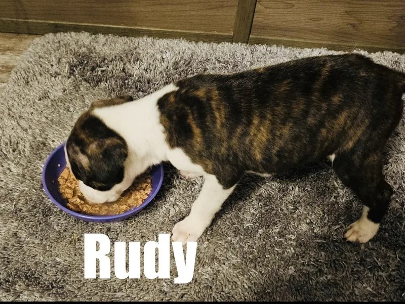 Rudy
