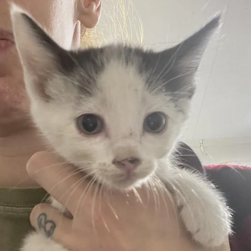 A baby small-sized female White Domestic Short Hair cat named Rook for adoption in Eureka Springs, AR