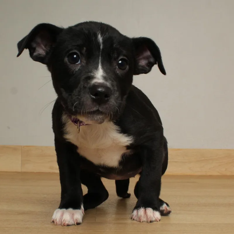 Stargaze D thumbnail 2