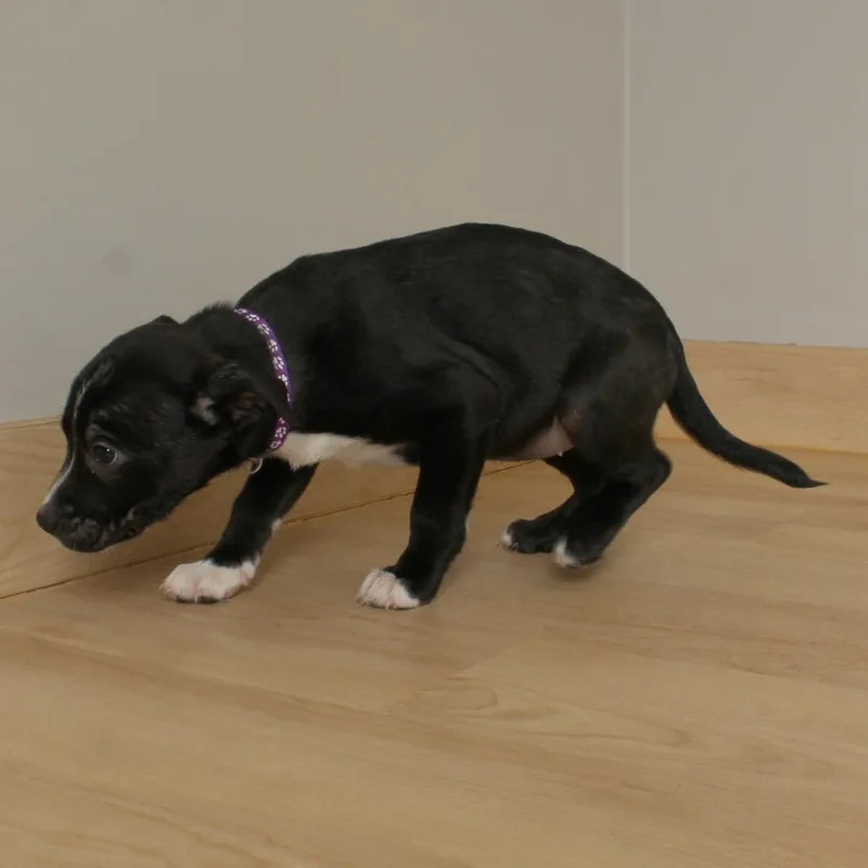 Stargaze D thumbnail 3