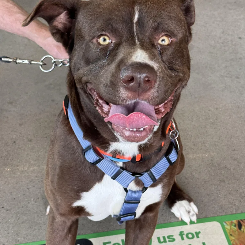 An adult large-sized male American Staffordshire Terrier dog named Hercules for adoption in Haslet, TX