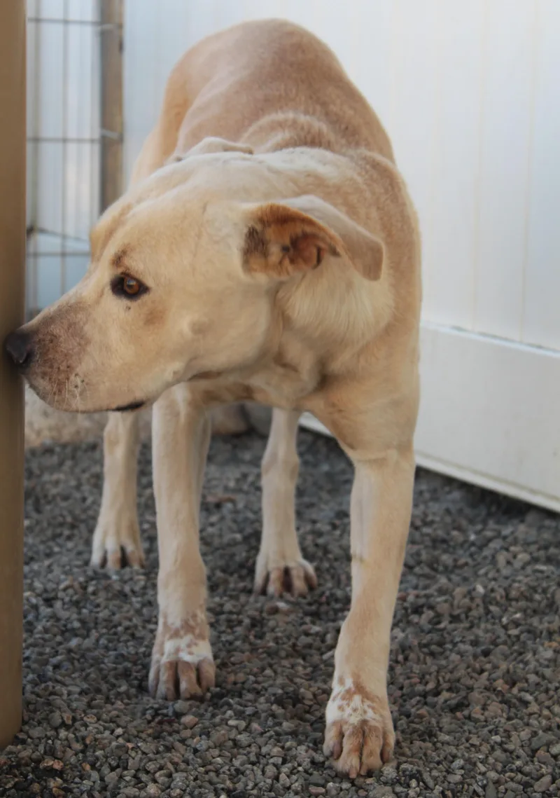 An adult medium-sized male Shepherd dog named Howard for adoption in Yucca Valley, CA