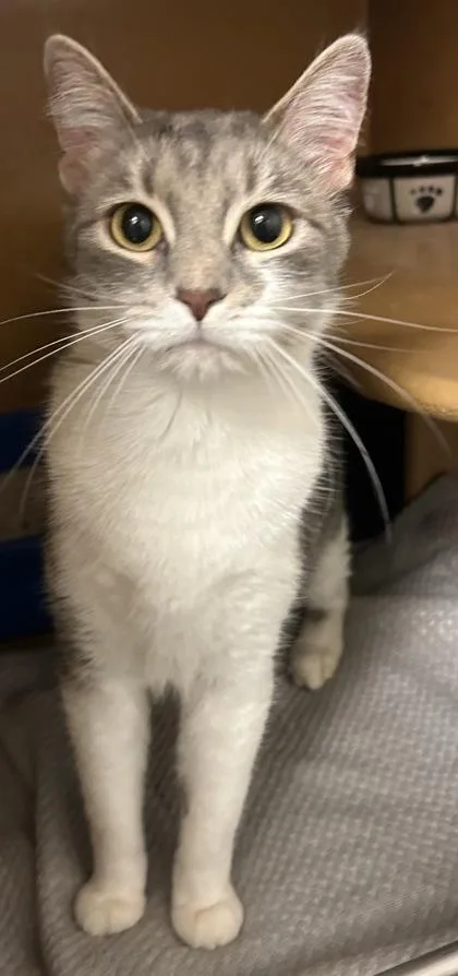 An adult small-sized female Domestic Short Hair cat named Shade for adoption in Phoenix, AZ