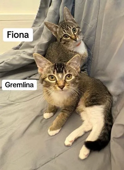 A baby medium-sized male Tabby (Brown / Chocolate) Domestic Short Hair cat named Gremlina and Fiona for adoption in Mokena, IL