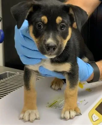 A baby small-sized male German Shepherd Dog dog named A for adoption in Visalia, CA