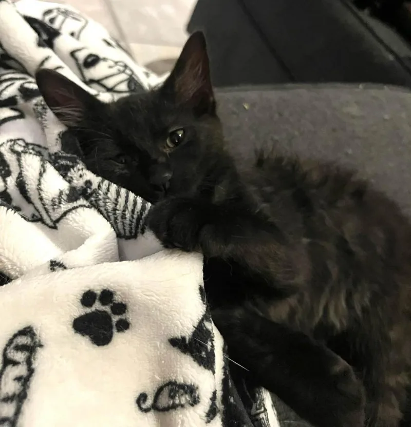 A baby small-sized female Black Domestic Short Hair cat named Princess for adoption in Bossier City, LA
