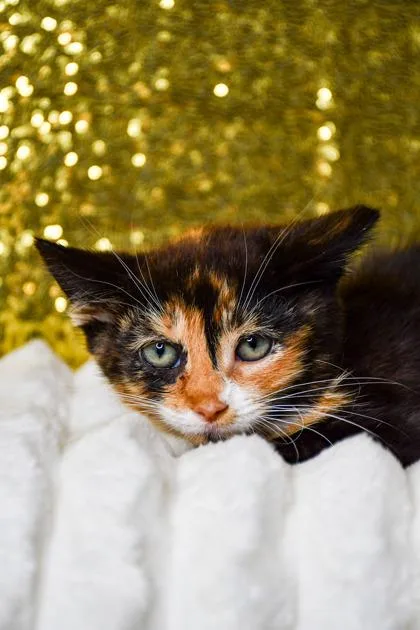 A baby small-sized female Domestic Short Hair cat named Rosemary for adoption in Yakima, WA