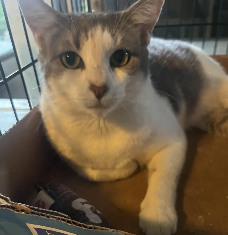 A young small-sized female Domestic Short Hair cat named Chelcie Girl for adoption in Parkland, FL