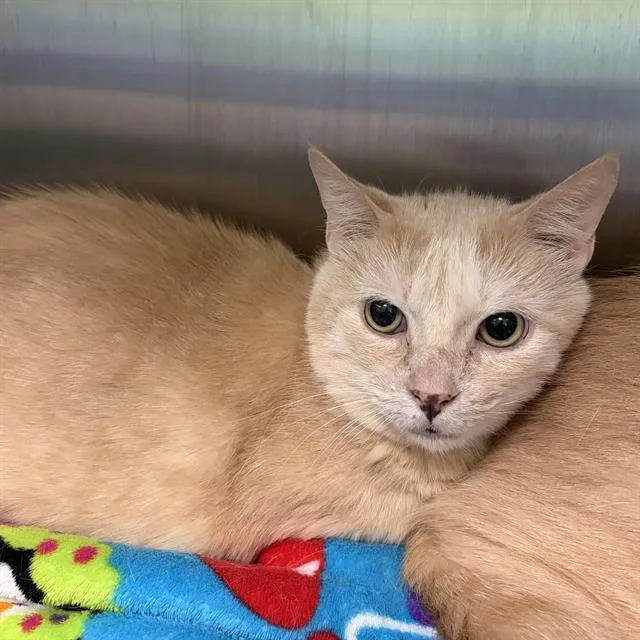 An adult small-sized male Domestic Short Hair cat named Coconut for adoption in Centerville, MA