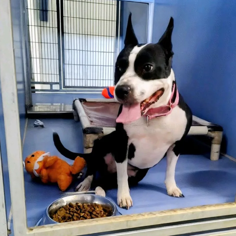 An adult medium-sized female White / Cream Boston Terrier dog named Yojo for adoption in Norfolk, NE
