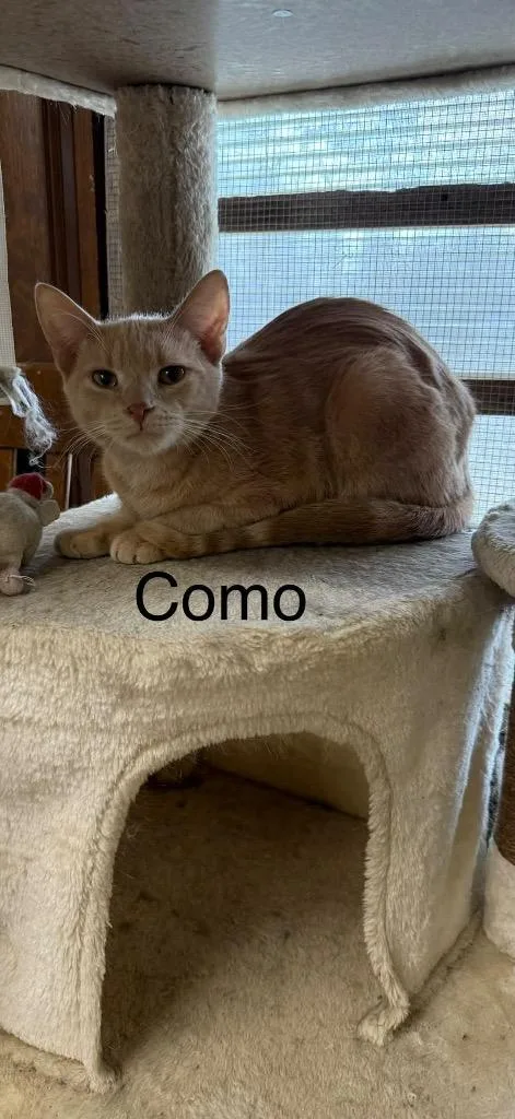 Como