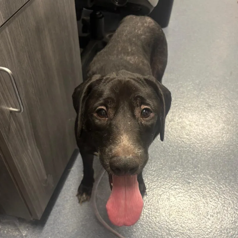 An adult medium-sized female Black Labrador Retriever dog named Shirley for adoption in St Joseph, MO