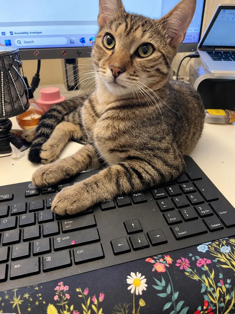 Tim FurryBonafide Sweetheart