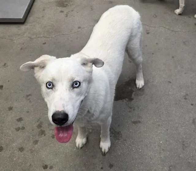 A young large-sized male Husky dog named Niko for adoption in Tucson, AZ