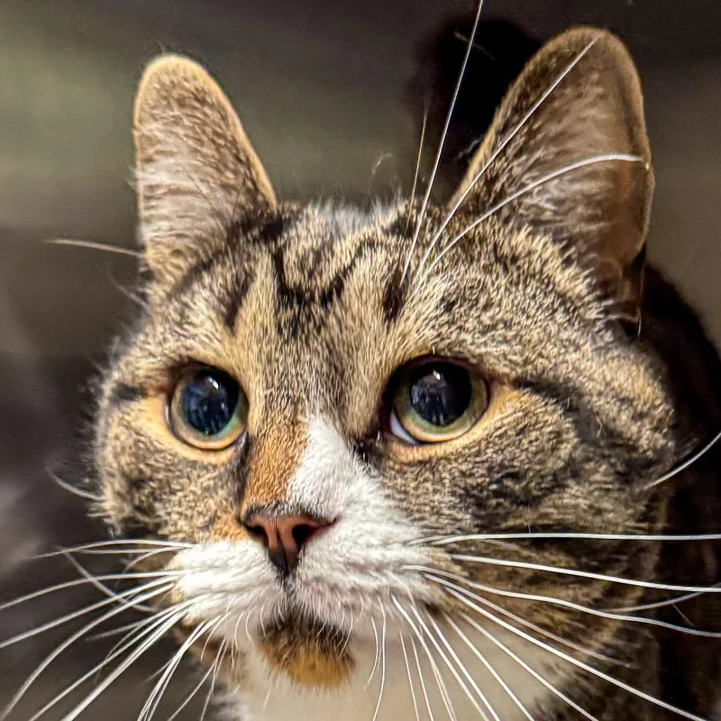An adult large-sized male Brown / Chocolate Domestic Short Hair cat named Loki for adoption in Kennebunk, ME