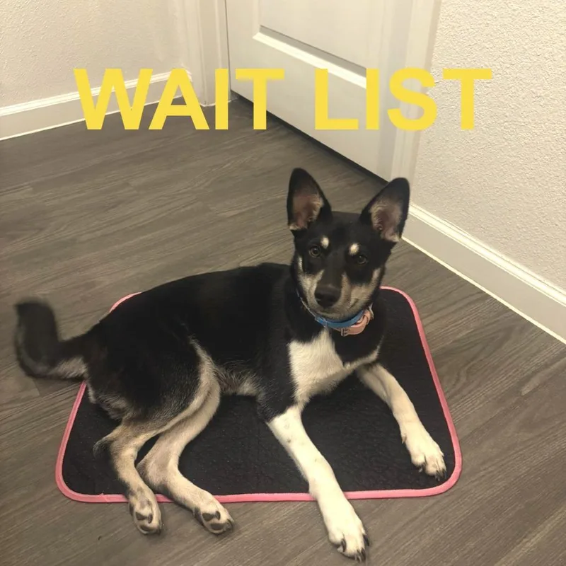 A baby medium-sized female Black German Shepherd Dog dog named Princess for adoption in Livingston, TX