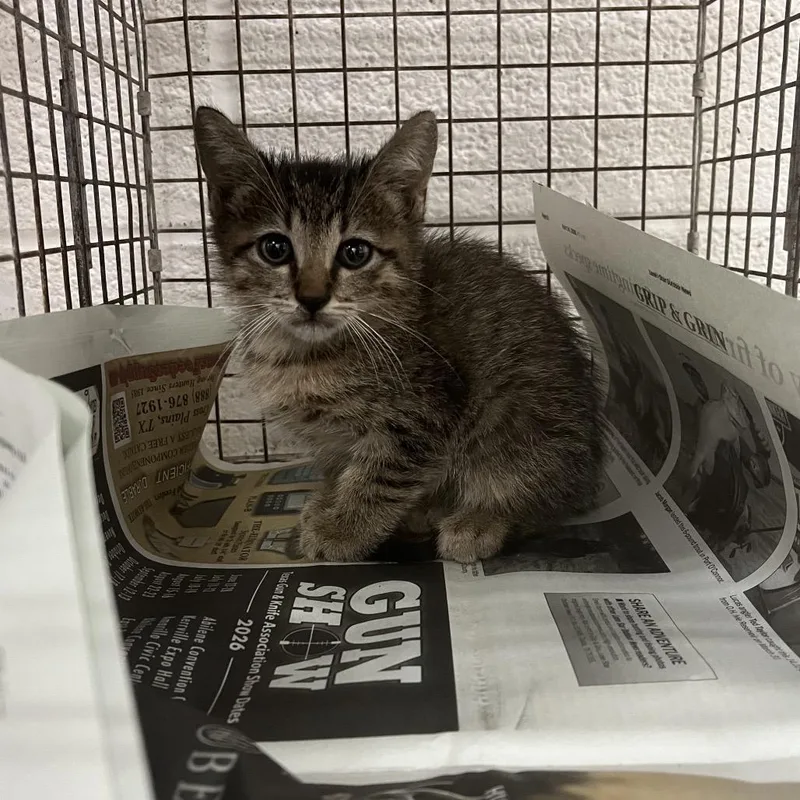 A baby small-sized male Brown / Chocolate Domestic Short Hair cat named Benito for adoption in Edinburg, TX
