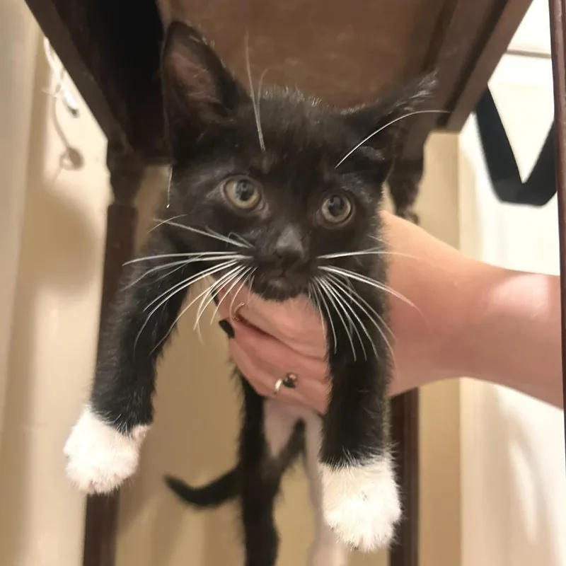 A baby small-sized female Domestic Short Hair cat named Skye for adoption in Cumming, GA