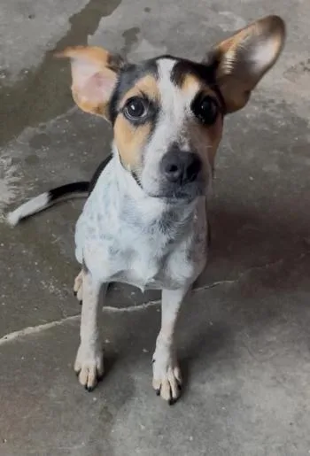 A young medium-sized female Tricolor (Brown, Black, & White) Australian Cattle Dog / Blue Heeler dog named Sadie for adoption in Chillicothe, MO