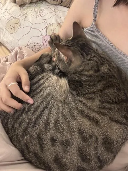 A young medium-sized male Domestic Short Hair cat named Juice for adoption in New York, NY