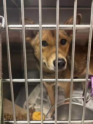 An adult small-sized female Mixed Breed dog named Jessica Rabbit for adoption in Atlanta, GA
