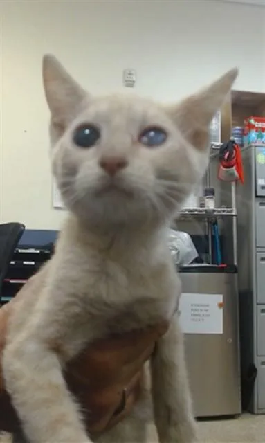 A baby small-sized male Domestic Short Hair cat named Kevin for adoption in Miami, FL