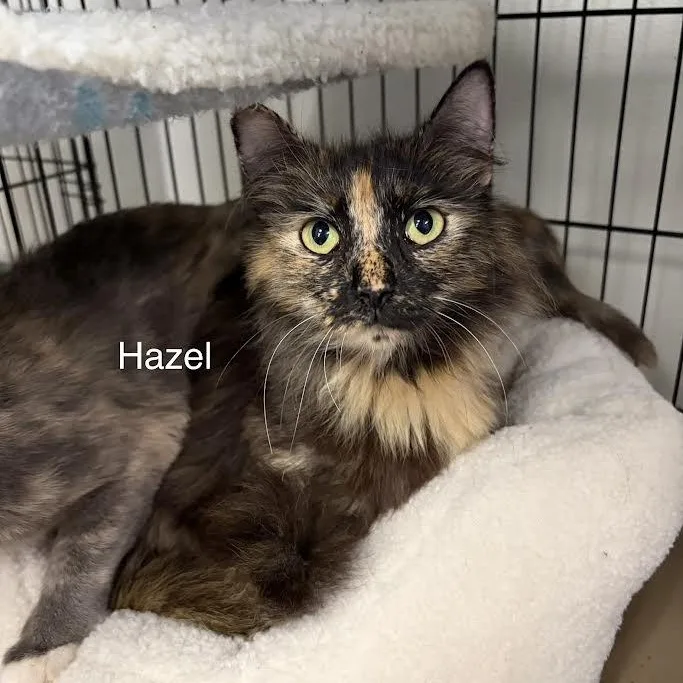 Hazel