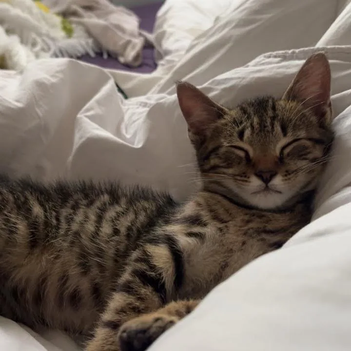 A baby small-sized male Brown / Chocolate Domestic Short Hair cat named Scar for adoption in Jefferson city, TN