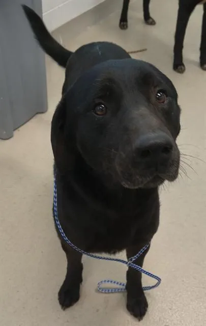 An adult large-sized male Labrador Retriever dog named Wicked for adoption in Haw River, NC