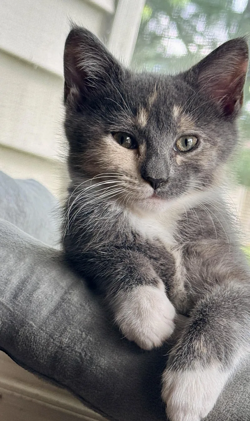 A young medium-sized female Dilute Calico cat named Rihanna for adoption in Manchester, MD