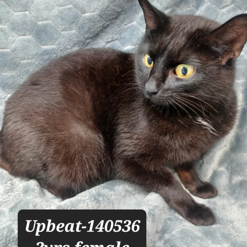 An adult small-sized female Domestic Short Hair cat named Upbeat for adoption in New Tazewell, TN