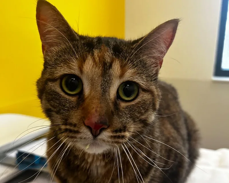 Tetra