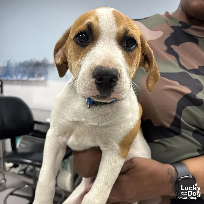 Greenbean thumbnail 2