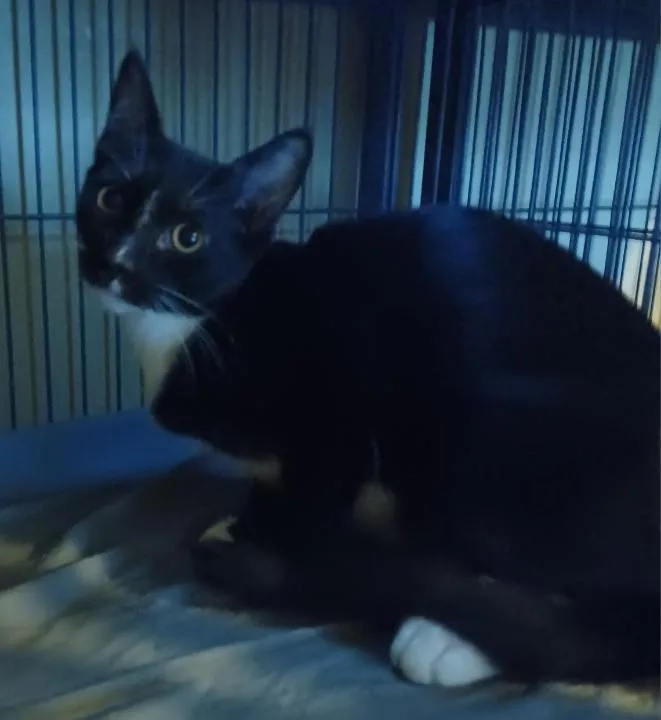 A baby medium-sized male Black & White / Tuxedo Domestic Short Hair cat named Cosmo for adoption in Jacksonville, FL