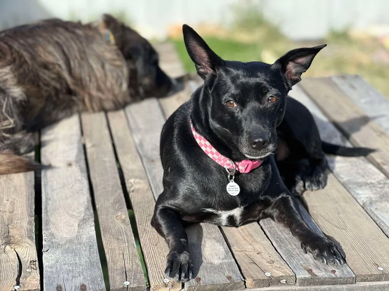 Betty Boop Aka Bb thumbnail 4