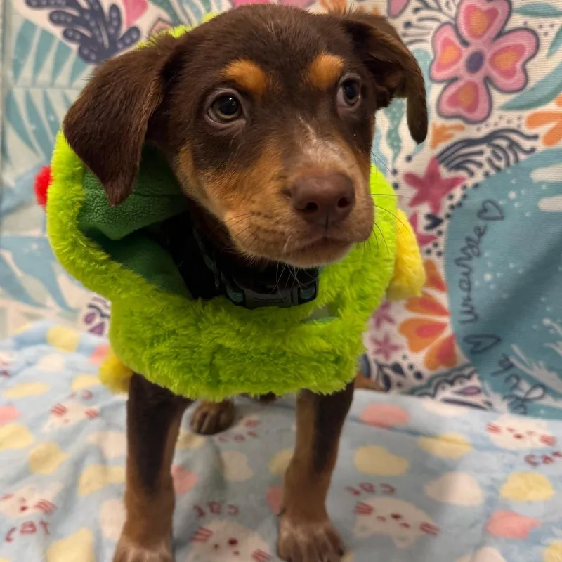 Lifeguard Lennie thumbnail 2