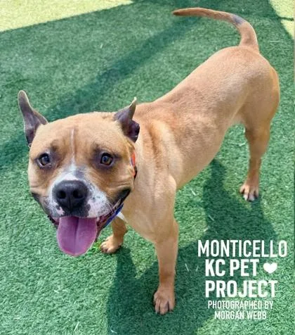 An adult large-sized male Brown / Chocolate Pit Bull Terrier dog named Monticello for adoption in Kansas City, MO