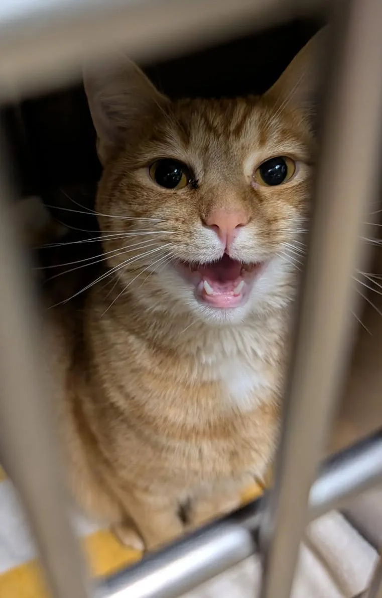 An adult medium-sized female Tabby (Orange / Red) Extra-Toes Cat / Hemingway Polydactyl cat named Copper for adoption in Marietta, OH
