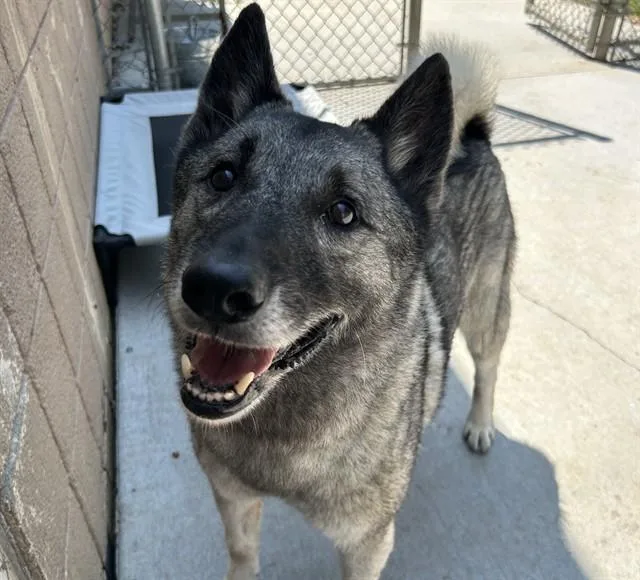 An adult medium-sized male Norwegian Elkhound dog named Blaze for adoption in Olathe, KS