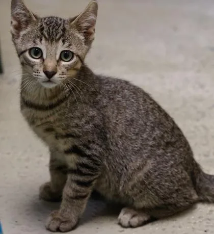 A baby small-sized male Domestic Short Hair cat named Indiana for adoption in Baraboo, WI