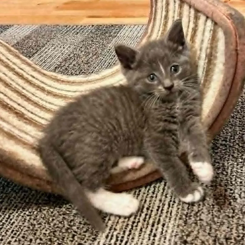 A baby small-sized female Gray / Blue / Silver Domestic Short Hair cat named Annie for adoption in Alexandria, VA