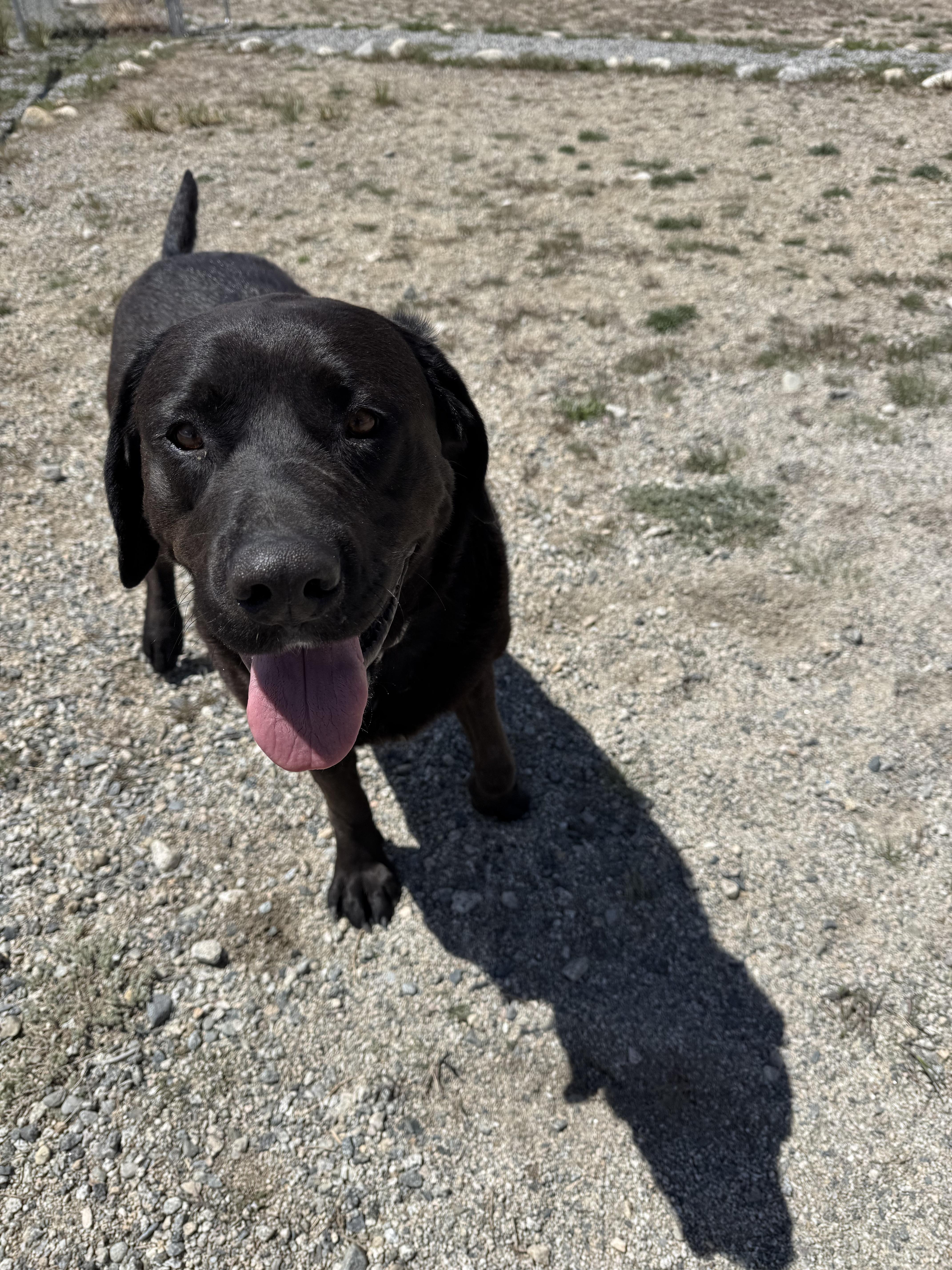 An adult extra large-sized male Black Labrador Retriever dog named Max for adoption in Buena Vista, CO