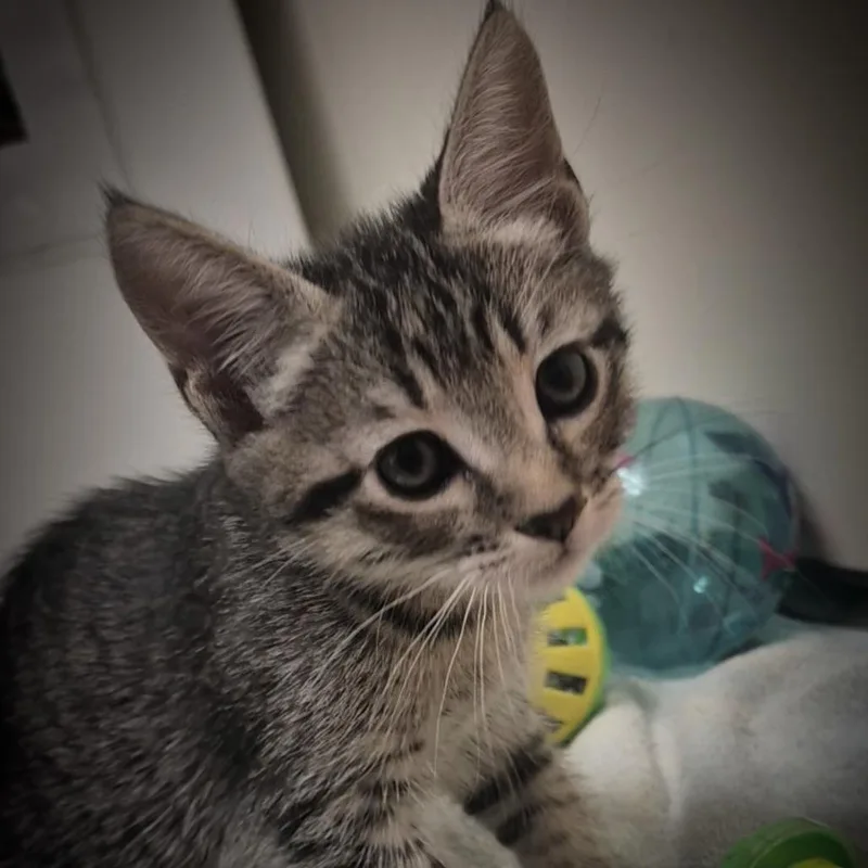A baby small-sized female Brown / Chocolate Domestic Short Hair cat named Dania for adoption in Upland, CA
