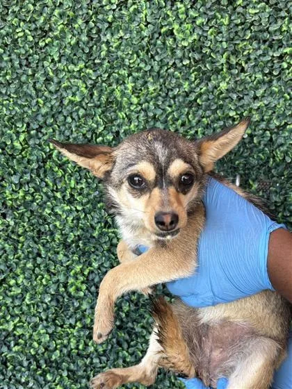 A young small-sized female Black Chihuahua dog named 60841246 for adoption in El Paso, TX